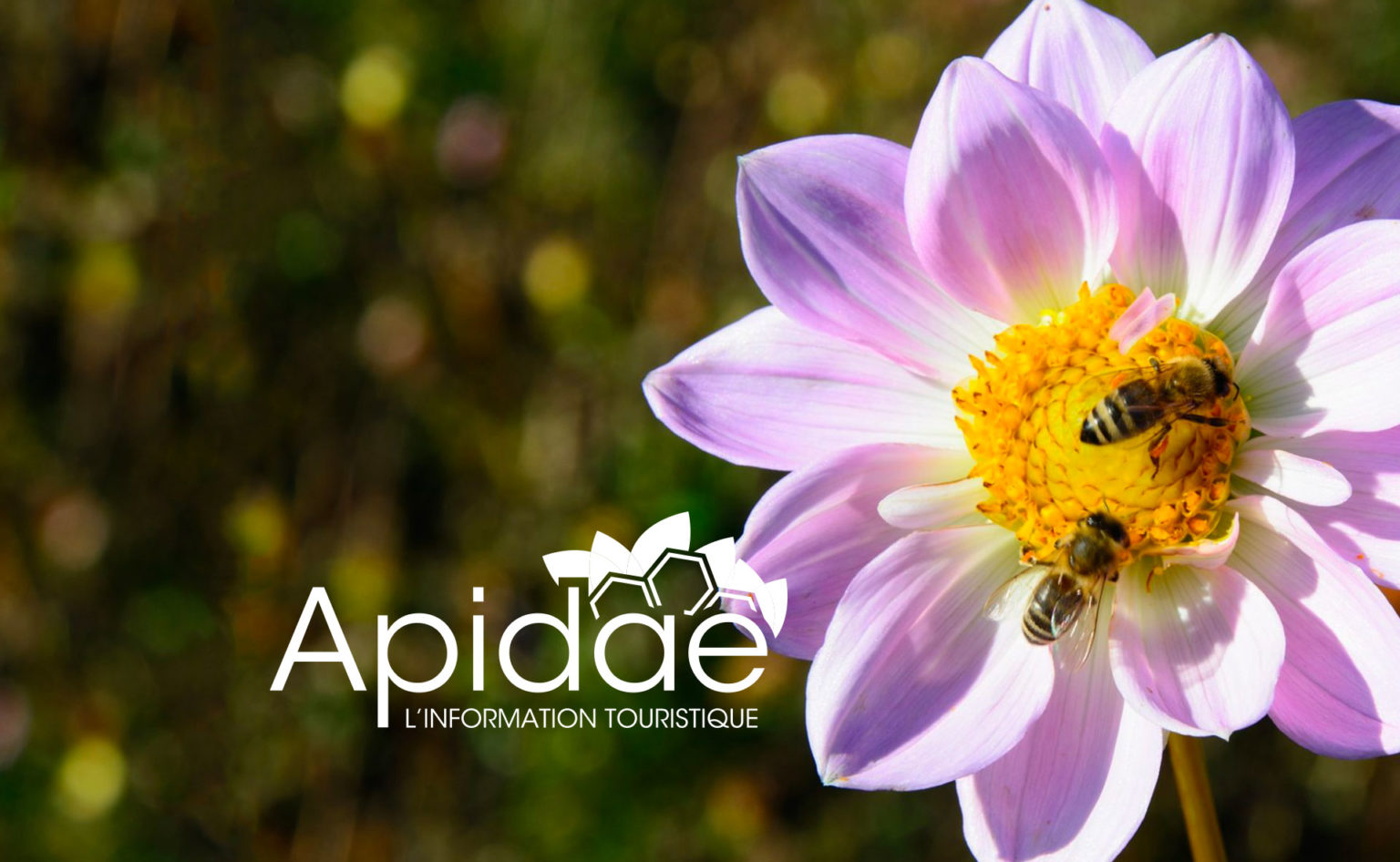 apidae-tourisme